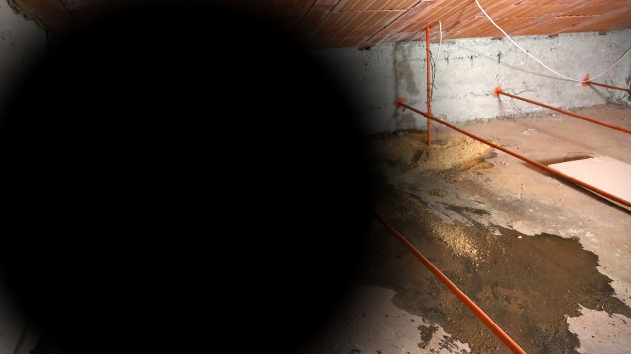 Attic And Black Mold Removal Service In Exeter 2025